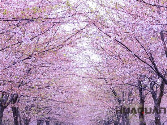 華全發(fā)電機(jī)組：這個春天不寂寞！剛看完櫻花怒放，新疆又放大招，預(yù)將百萬畝沙漠變綠洲