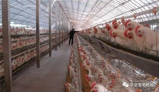 華全燃氣發電機組深受畜牧養殖業喜愛，竟是因為這！